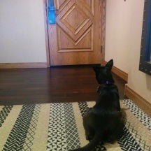 Small black dog sitting on patterned rug staring at hotel room door, waiting for her person to return