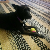 Small black dog with yellow and pink tennis ball laying on patterned rug.