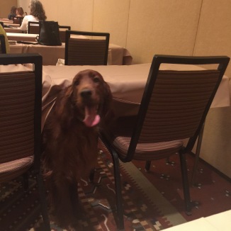 Irish setter coming out from under a table during a seminar.