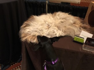 Small black dog investigates fake fur throw rug